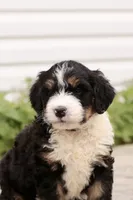 Juliette, a female Bernedoodle for sale in Knob Noster, MO – 1 of 10