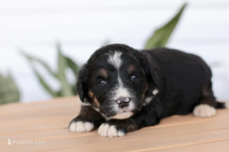 Jodi – Bernedoodle puppy for sale in Knob Noster, MO