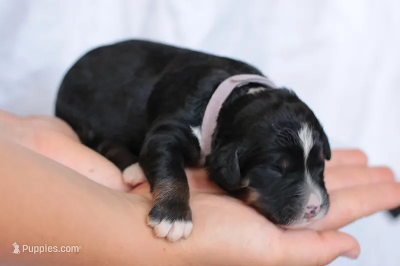 Jodi – Bernedoodle puppy for sale in Knob Noster, MO