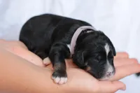 Jodi, a female Bernedoodle for sale in Knob Noster, MO – Photo 2 of 2