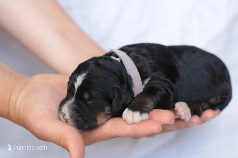 Jodi – Bernedoodle puppy for sale in Knob Noster, MO