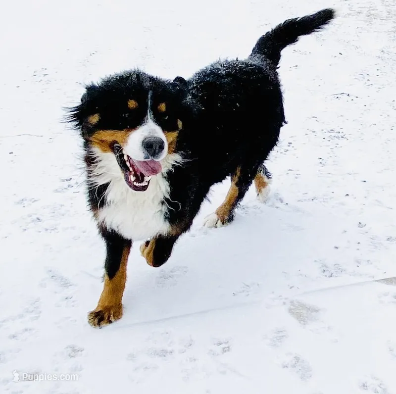 Mabel – Bernese Mountain Dog puppy for sale in Knob Noster, MO