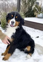 Mabel, a female Bernese Mountain Dog for sale in Knob Noster, MO – Photo 2 of 3