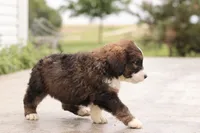 Jean, a female Bernedoodle for sale in Knob Noster, MO – 7 of 9