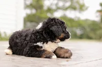 Jodi, a female Bernedoodle for sale in Knob Noster, MO – 8 of 10