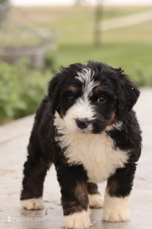 Janie  – Bernedoodle puppy for sale in Knob Noster, MO