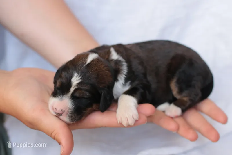 Jean – Bernedoodle puppy for sale in Knob Noster, MO