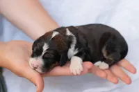 Jean, a female Bernedoodle for sale in Knob Noster, MO – Photo 1 of 3