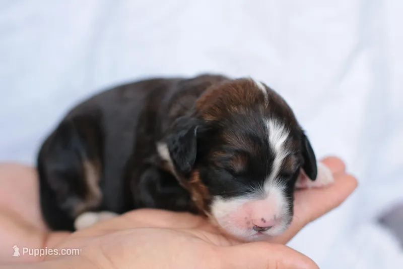 Jean – Bernedoodle puppy for sale in Knob Noster, MO