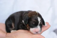 Jean, a female Bernedoodle for sale in Knob Noster, MO – Photo 2 of 3