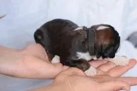 Jean, a female Bernedoodle for sale in Knob Noster, MO – Photo 3 of 3