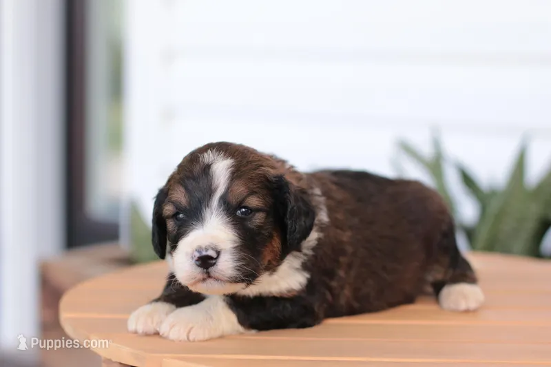 Jean – Bernedoodle puppy for sale in Knob Noster, MO