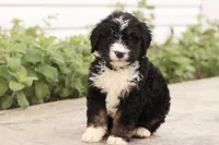 Jacquelyn, a female Bernedoodle for sale in Knob Noster, MO – 4 of 10