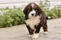 Jean, a female Bernedoodle for sale in Knob Noster, MO – 2 of 9
