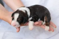 Jenny, a female Bernedoodle for sale in Knob Noster, MO – Photo 3 of 3