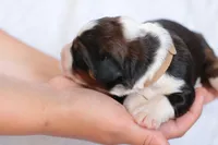 Jenny, a female Bernedoodle for sale in Knob Noster, MO – Photo 2 of 3