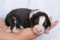 Jenny, a female Bernedoodle for sale in Knob Noster, MO – Photo 1 of 3