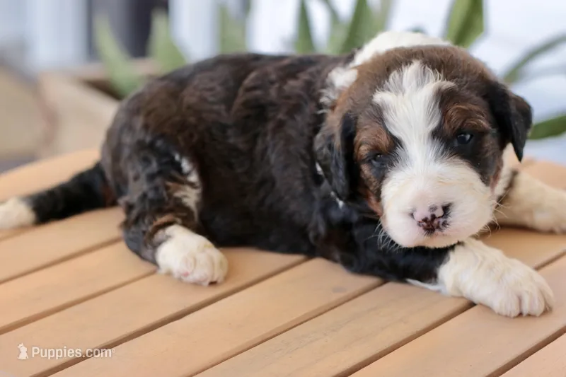 Jenny – Bernedoodle puppy for sale in Knob Noster, MO