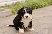 Juliette, a female Bernedoodle for sale in Knob Noster, MO – 8 of 10