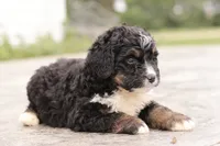 Jodi, a female Bernedoodle for sale in Knob Noster, MO – 6 of 10