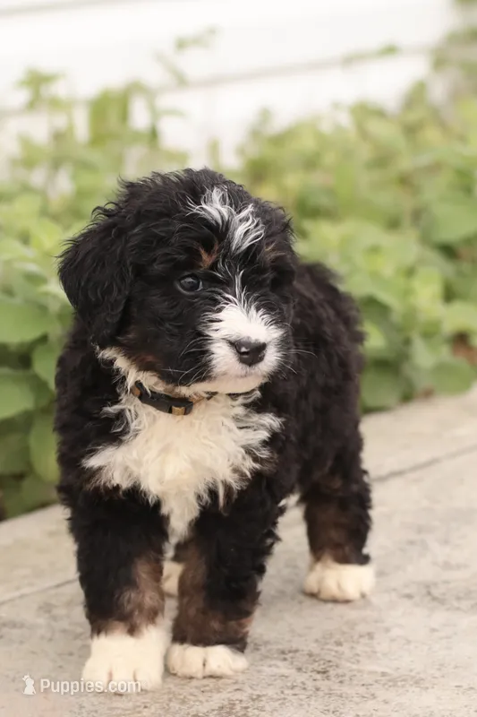 Jacquelyn – Bernedoodle puppy for sale in Knob Noster, MO