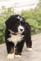 Jacquelyn, a female Bernedoodle for sale in Knob Noster, MO – 2 of 10