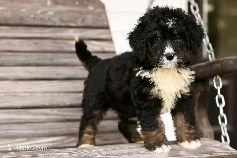 Jodi – Bernedoodle puppy for sale in Knob Noster, MO