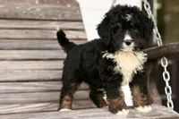 Jodi, a female Bernedoodle for sale in Knob Noster, MO – 1 of 10