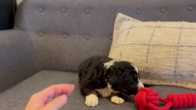 Jacquelyn, a female Bernedoodle for sale in Knob Noster, MO – 9 of 10