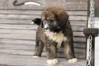 Joey, a male Bernedoodle for sale in Knob Noster, MO – 4 of 10