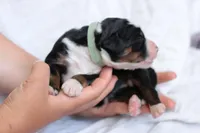 Jade, a female Bernedoodle for sale in Knob Noster, MO – Photo 3 of 3