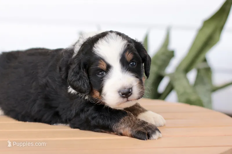 Jade – Bernedoodle puppy for sale in Knob Noster, MO