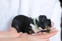 Jade, a female Bernedoodle for sale in Knob Noster, MO – Photo 2 of 3