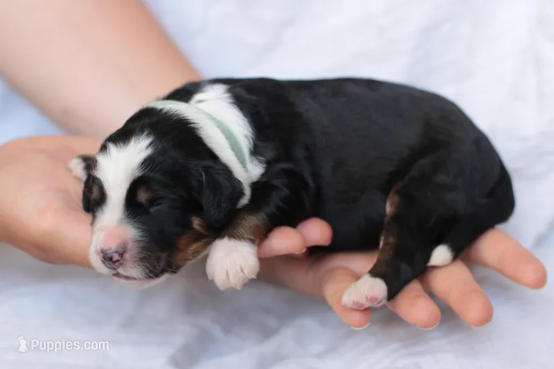 Jade – Bernedoodle puppy for sale in Knob Noster, MO