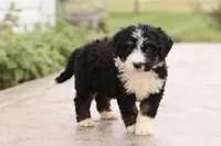 Janie , a female Bernedoodle for sale in Knob Noster, MO – 7 of 10