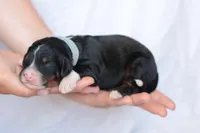 Josephine, a female Bernedoodle for sale in Knob Noster, MO – Photo 2 of 2