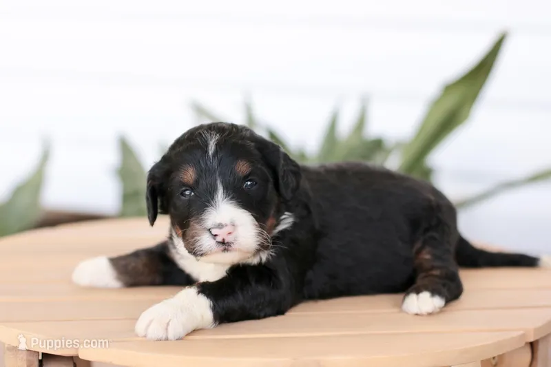 Josephine – Bernedoodle puppy for sale in Knob Noster, MO
