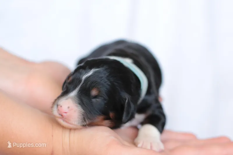 Josephine – Bernedoodle puppy for sale in Knob Noster, MO