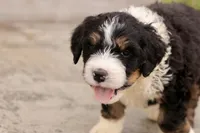 Juliette, a female Bernedoodle for sale in Knob Noster, MO – 7 of 10