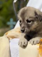 BLOSSOM, a female Anatolian Shepherd Dog and Great Pyrenees for sale in Hastings, MI – 5 of 7