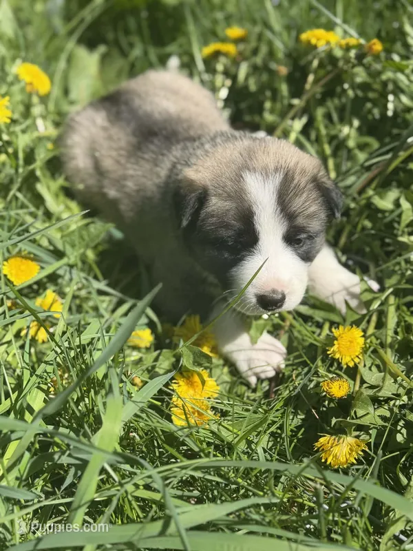 MISTY – Anatolian Shepherd Dog, Great Pyrenees puppy for sale in Hastings, MI