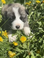 MISTY, a female Anatolian Shepherd Dog and Great Pyrenees for sale in Hastings, MI – Photo 3 of 5