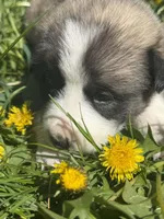 MISTY, a female Anatolian Shepherd Dog and Great Pyrenees for sale in Hastings, MI – Photo 2 of 5
