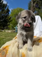 Rain, a female Anatolian Shepherd Dog and Great Pyrenees for sale in Hastings, MI – 5 of 9