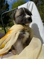 BLOSSOM, a female Anatolian Shepherd Dog and Great Pyrenees for sale in Hastings, MI – 4 of 7