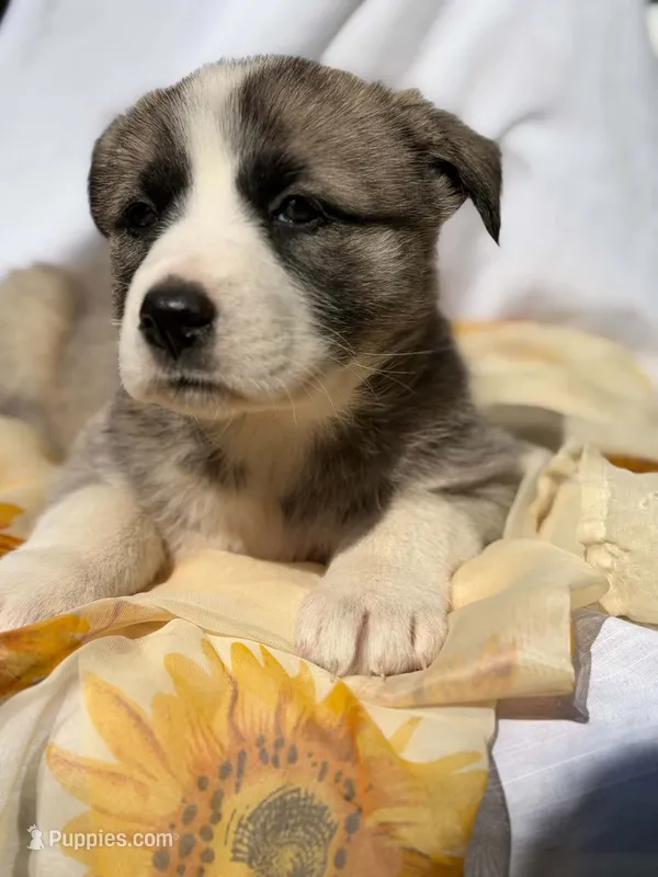MISTY – Anatolian Shepherd Dog, Great Pyrenees puppy for sale in Hastings, MI