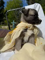 BLOSSOM, a female Anatolian Shepherd Dog and Great Pyrenees for sale in Hastings, MI – 3 of 7