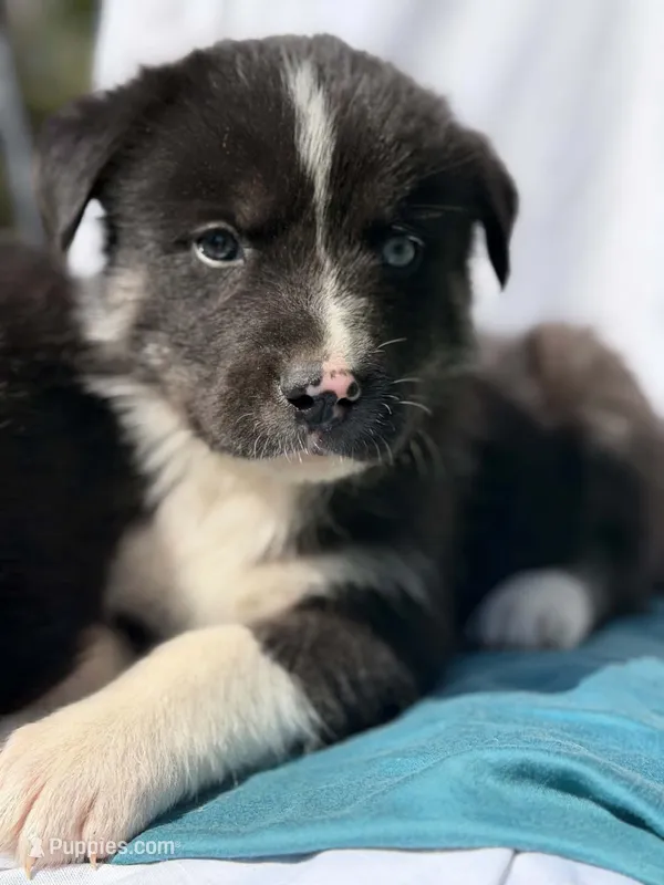 SPRUCE – Anatolian Shepherd Dog, Great Pyrenees puppy for sale in Hastings, MI