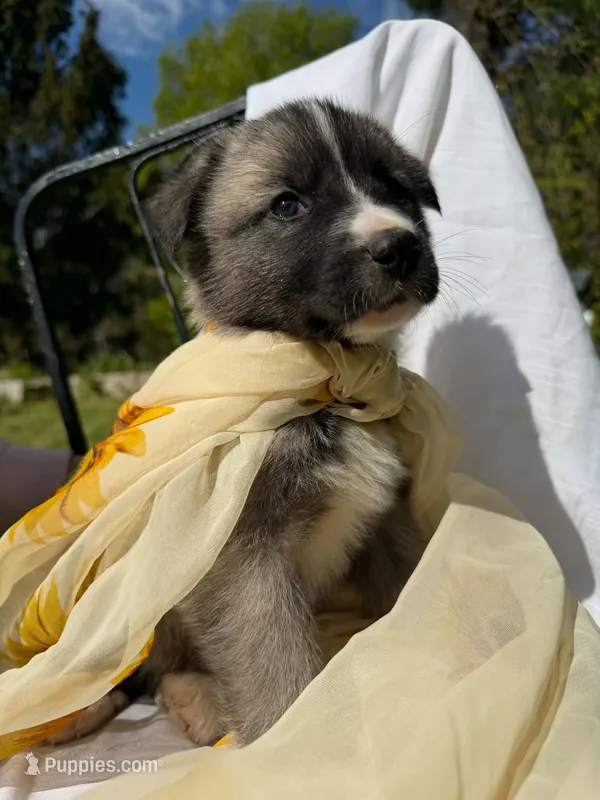 BLOSSOM – Anatolian Shepherd Dog, Great Pyrenees puppy for sale in Hastings, MI