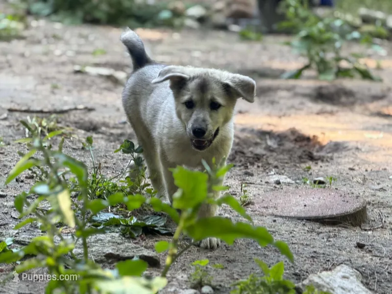 Rain – Anatolian Shepherd Dog, Great Pyrenees puppy for sale in Hastings, MI